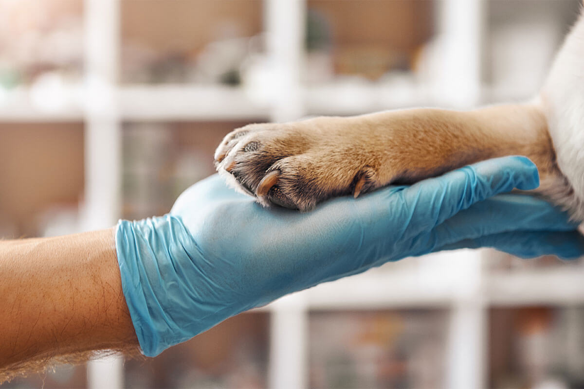 後継者不足による動物病院の救世主M&Aとは